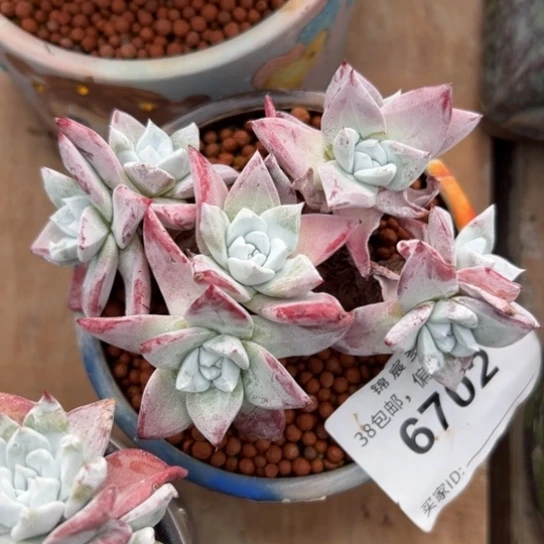 8头流丹白豪～一物一拍6702