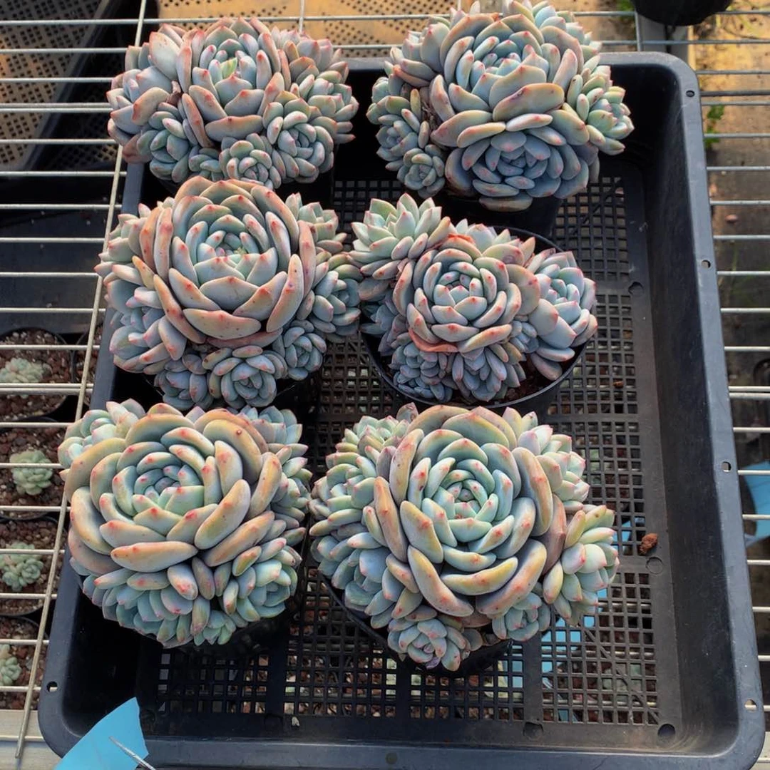 鹿*秧21725六个一起嗯嗯真的