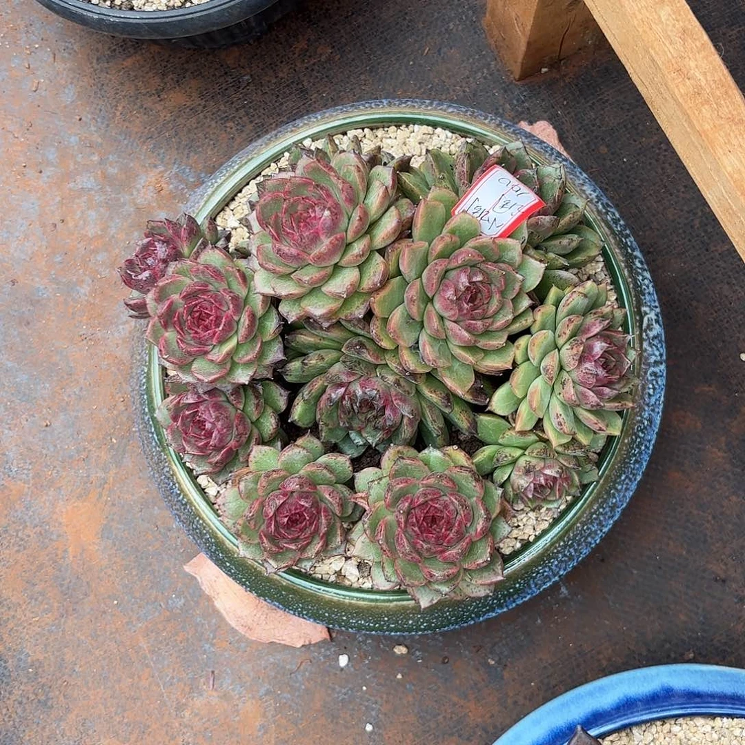 不***调水晶多肉植物多肉