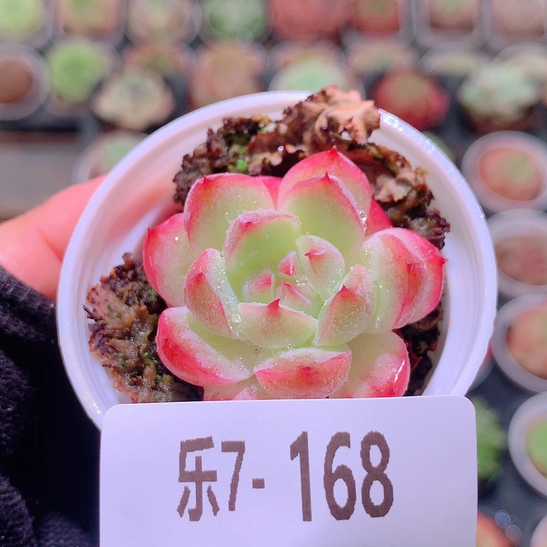 乐然7-168 新品单头