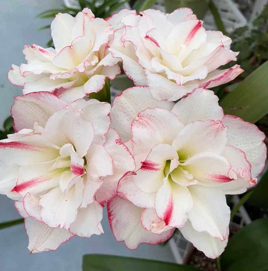 朱顶红星系，球直径3—4厘米，原盆原土寄，包邮包对版皇后绿植室内