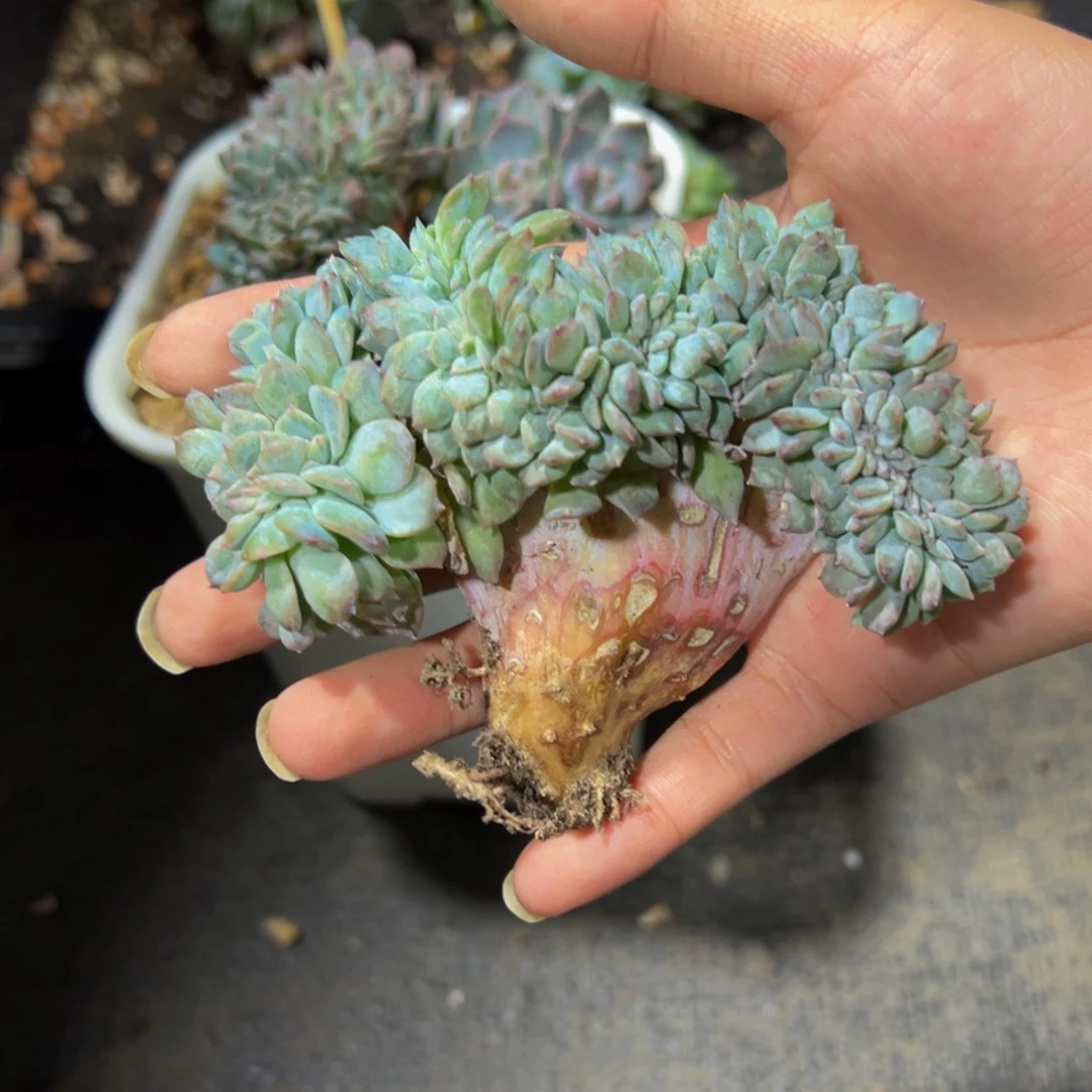 刘*菡天天开心 紫心琥珀缀