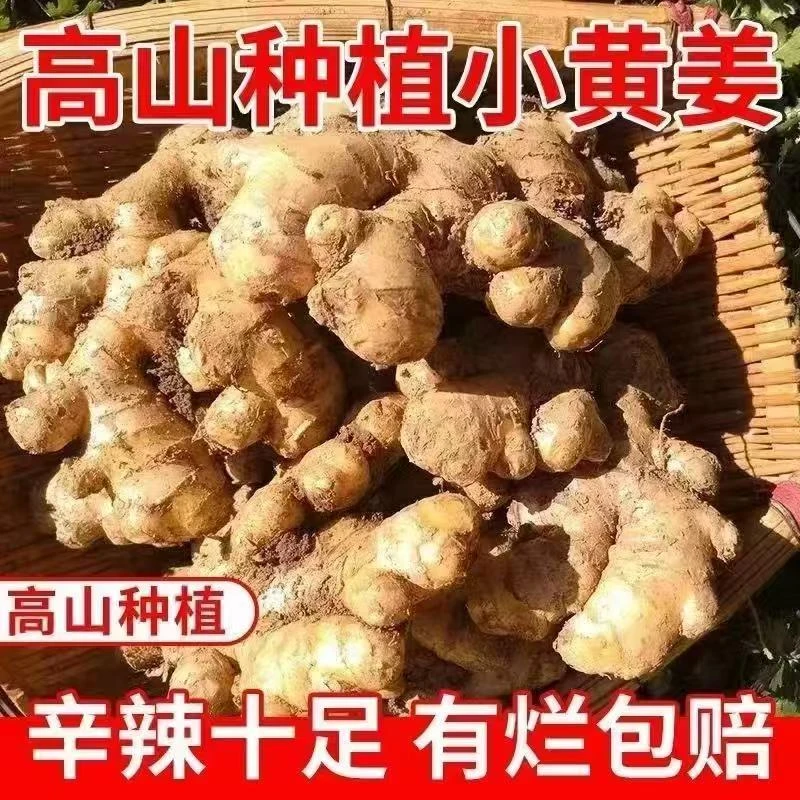【产地直发】高山小黄姜 姜香浓郁 不是老姜包赔 产地直发