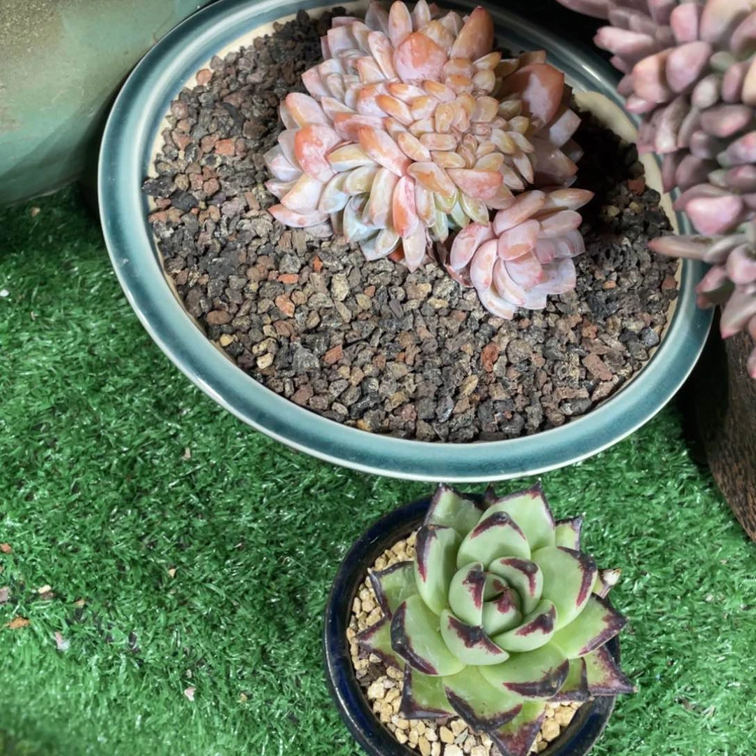 两颗多肉老桩寄养