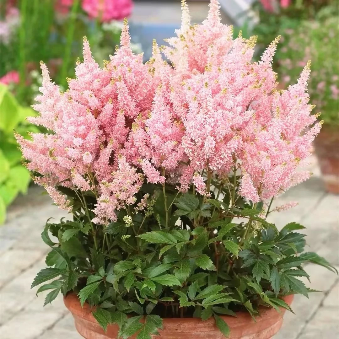 【庭院植物】“落新妇”盆栽大苗耐阴耐寒庭院花卉阳台多年生室内植物