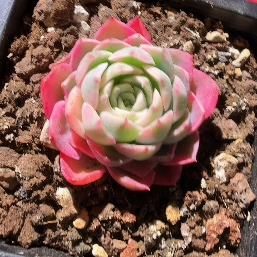 麦杆锦  锦上园艺一物一拍