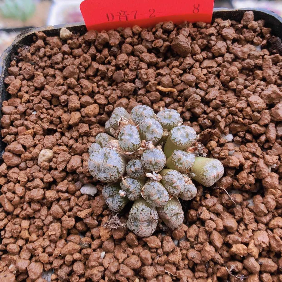 【闪购商品】7-2-8 康菩提一群