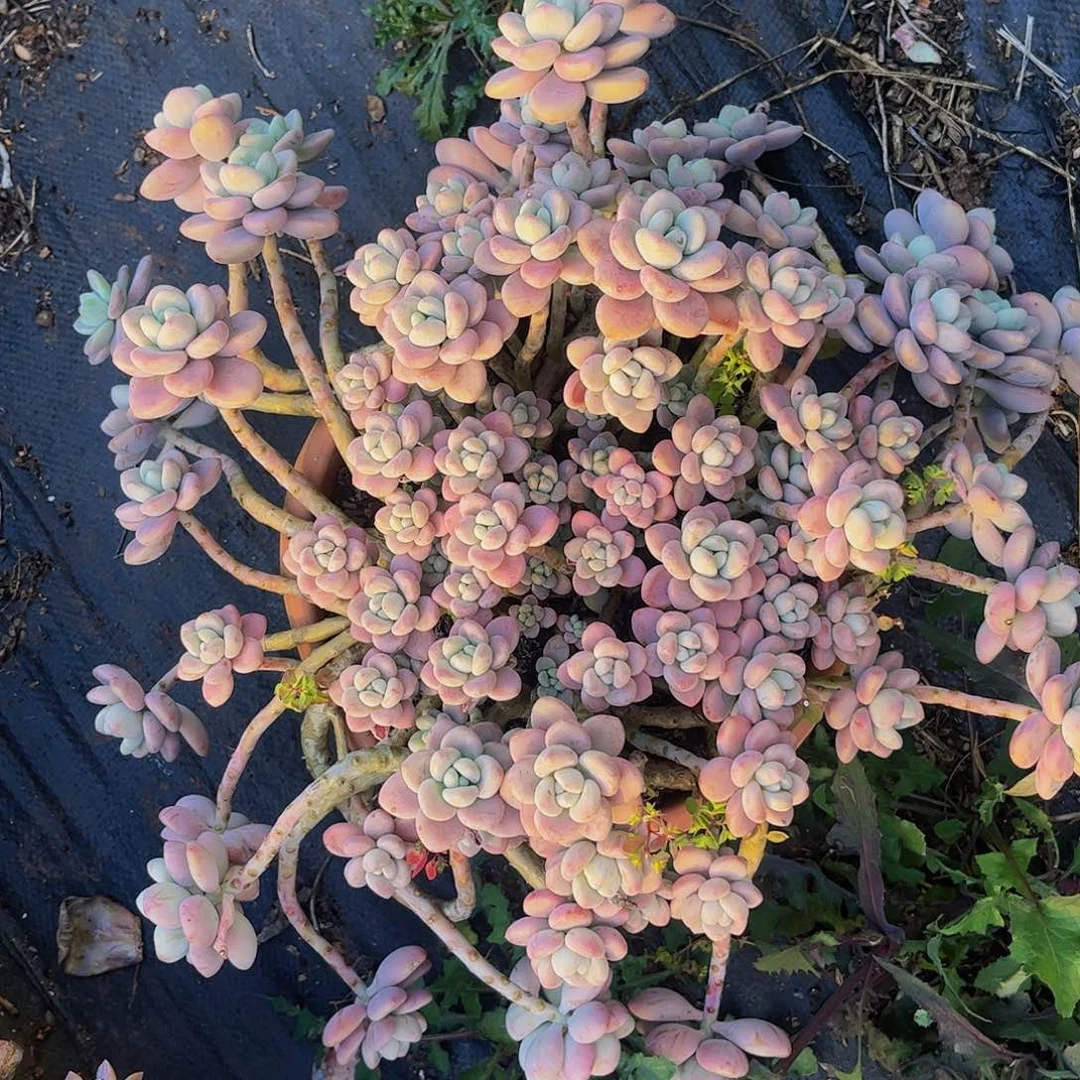 好姑娘多肉，红洛神