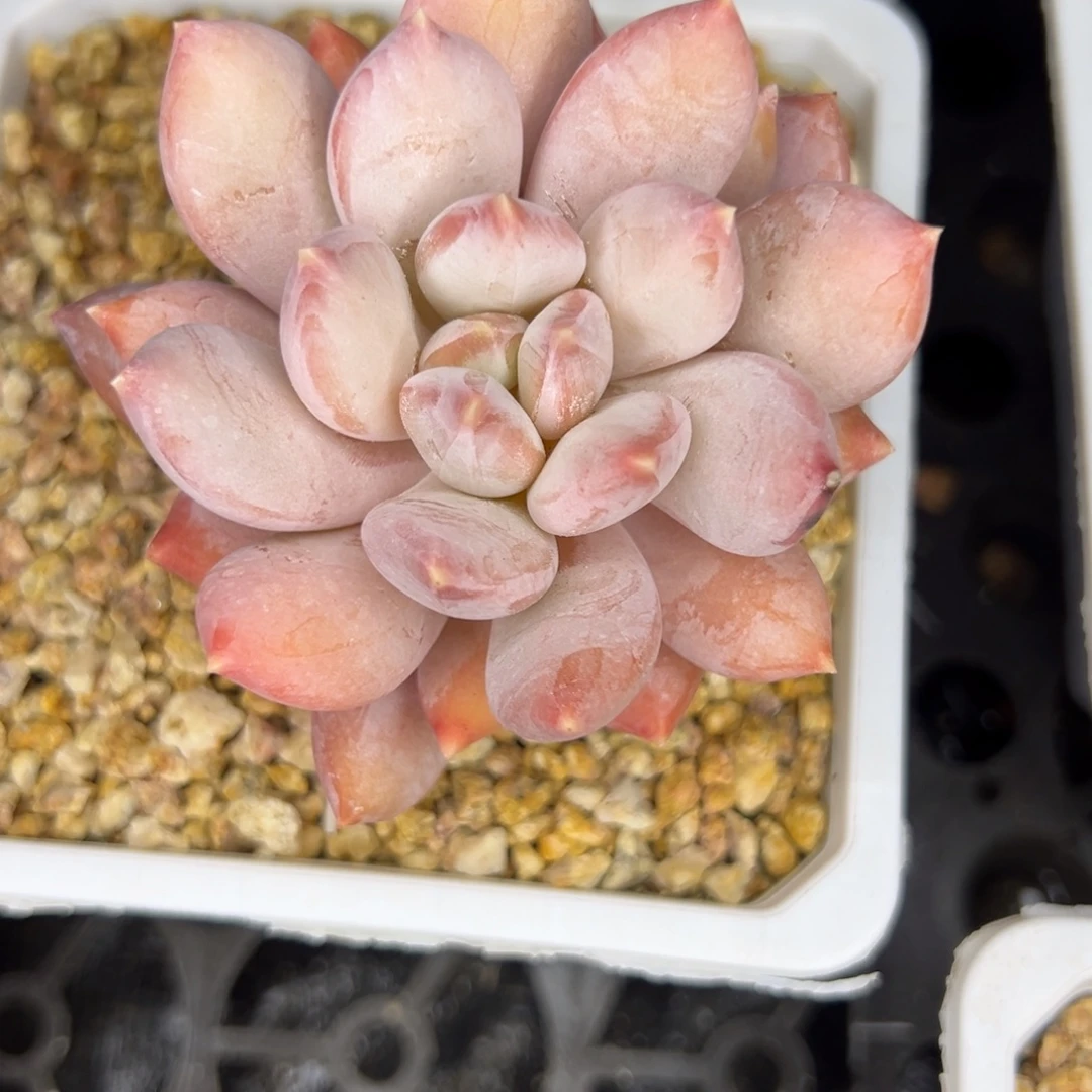 小***炉2222222222222223333