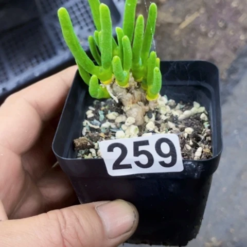 259小兔子如图东北不拍货