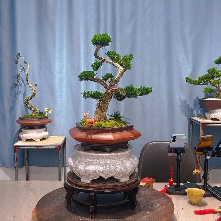 无花朵广东皱皮雀舌黄杨