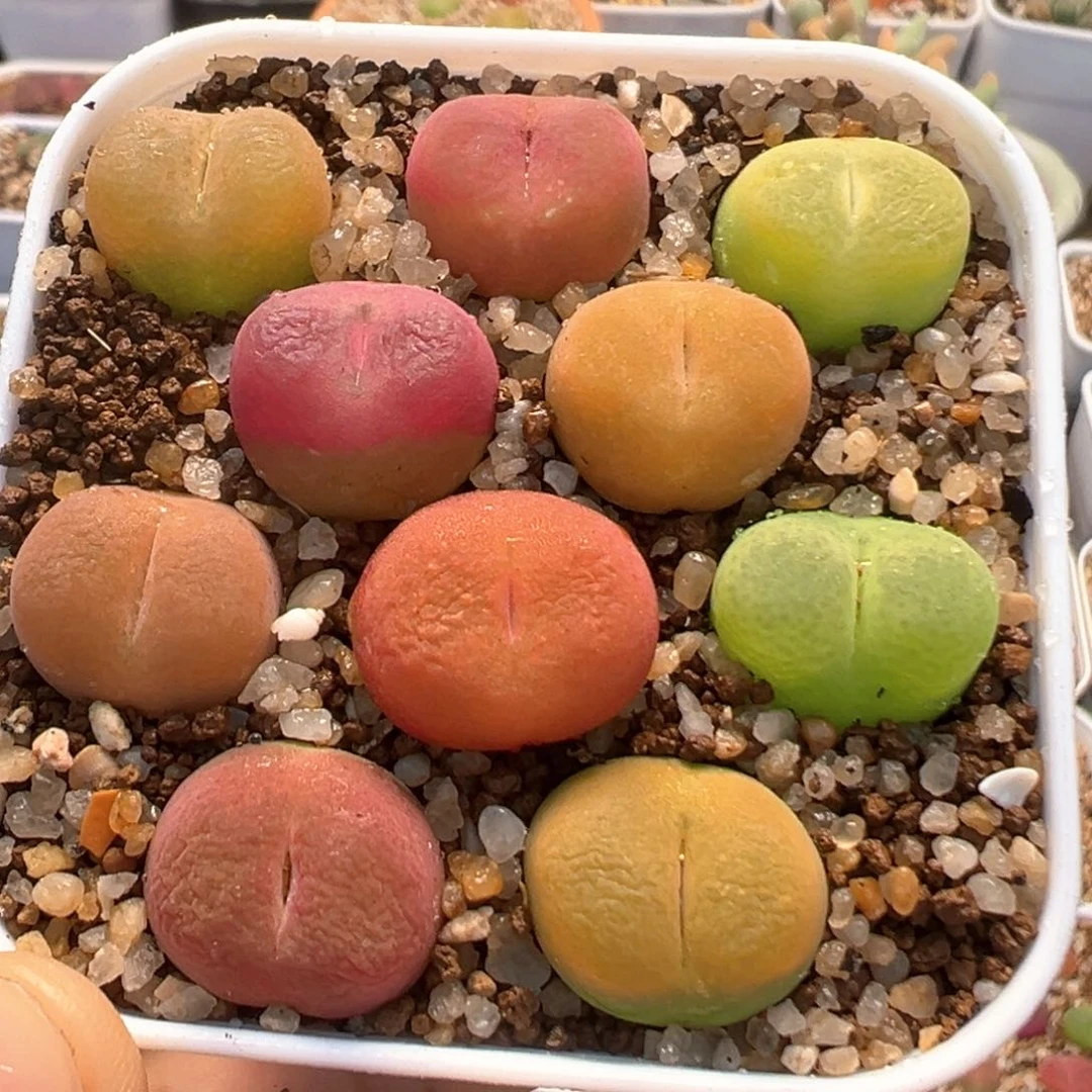 13多肉植物百科知识
