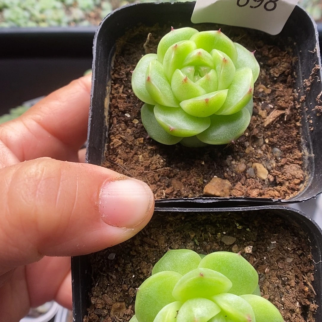 一物一拍一物一拍913-698