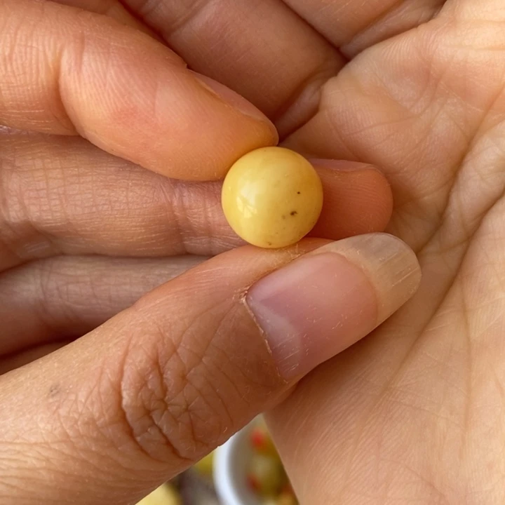 蜜蜡未镶嵌裸石尺寸10加，瑕疵