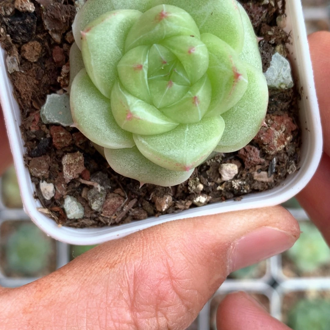 厚叶珍妮麦。     41号