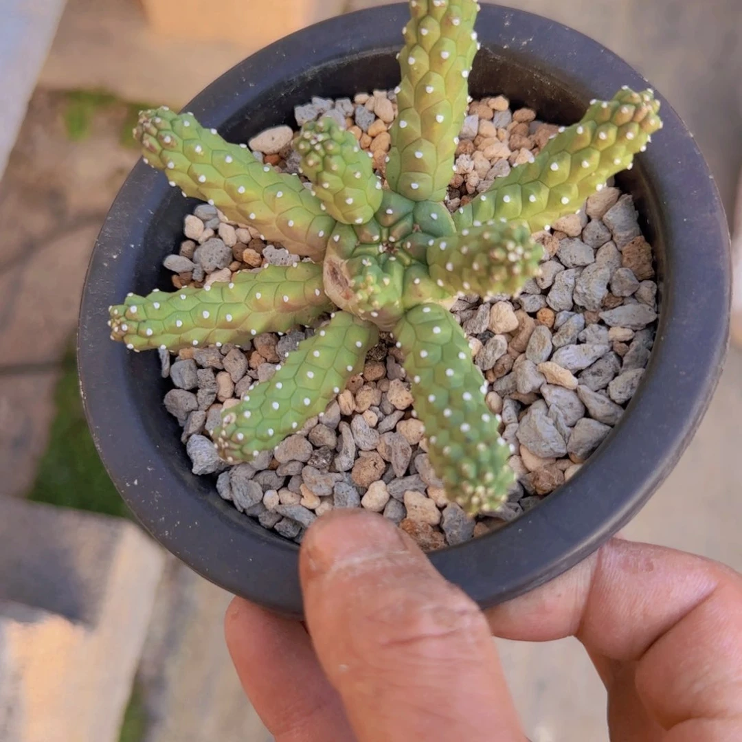 K***n块根植物块根植物