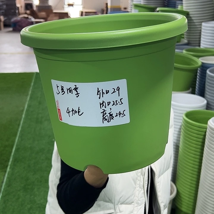 特价5号四季口29高24.5果绿无托5只