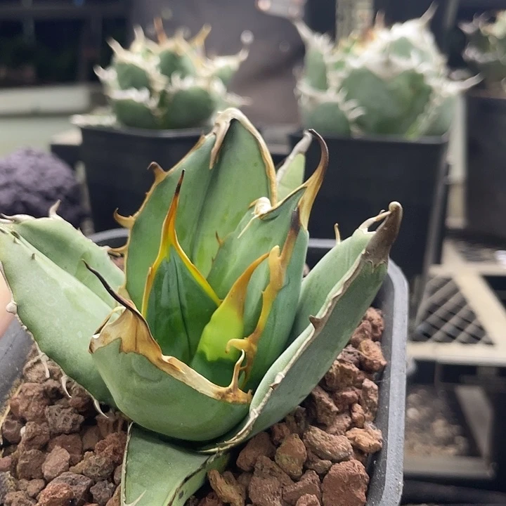 大甲野二顶芽，111111111