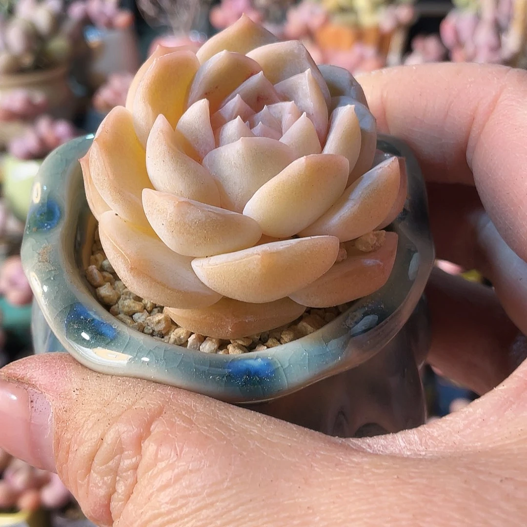 莹*多肉植物的生长发育与生长发育的