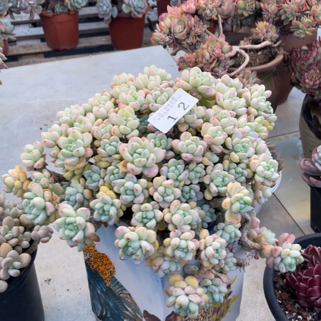 ?****黑大帅多肉洛斯12