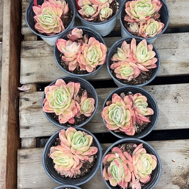 团062号。  三盆冰玫瑰锦