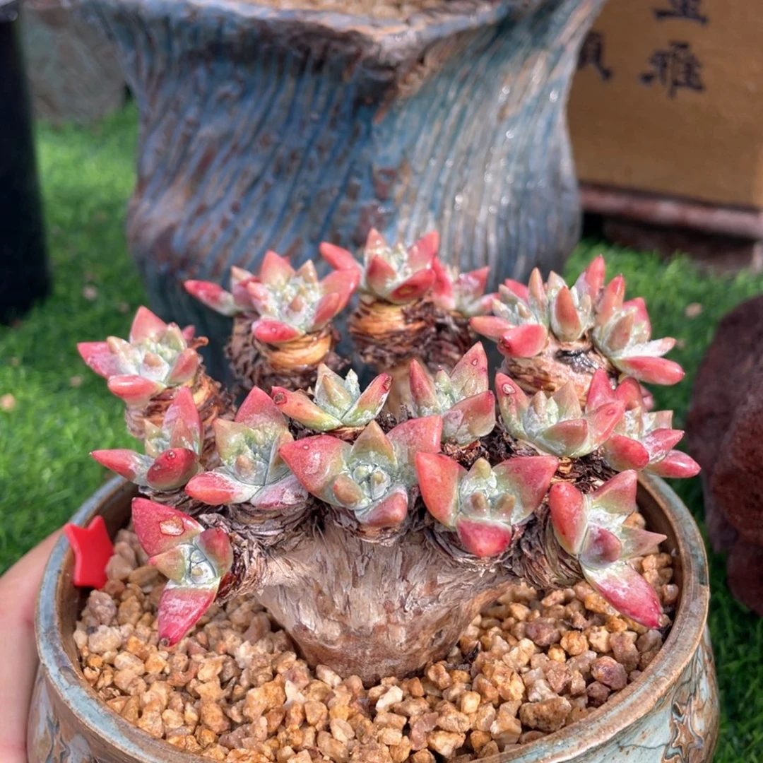 花朵格诺玛杂粗桩福利