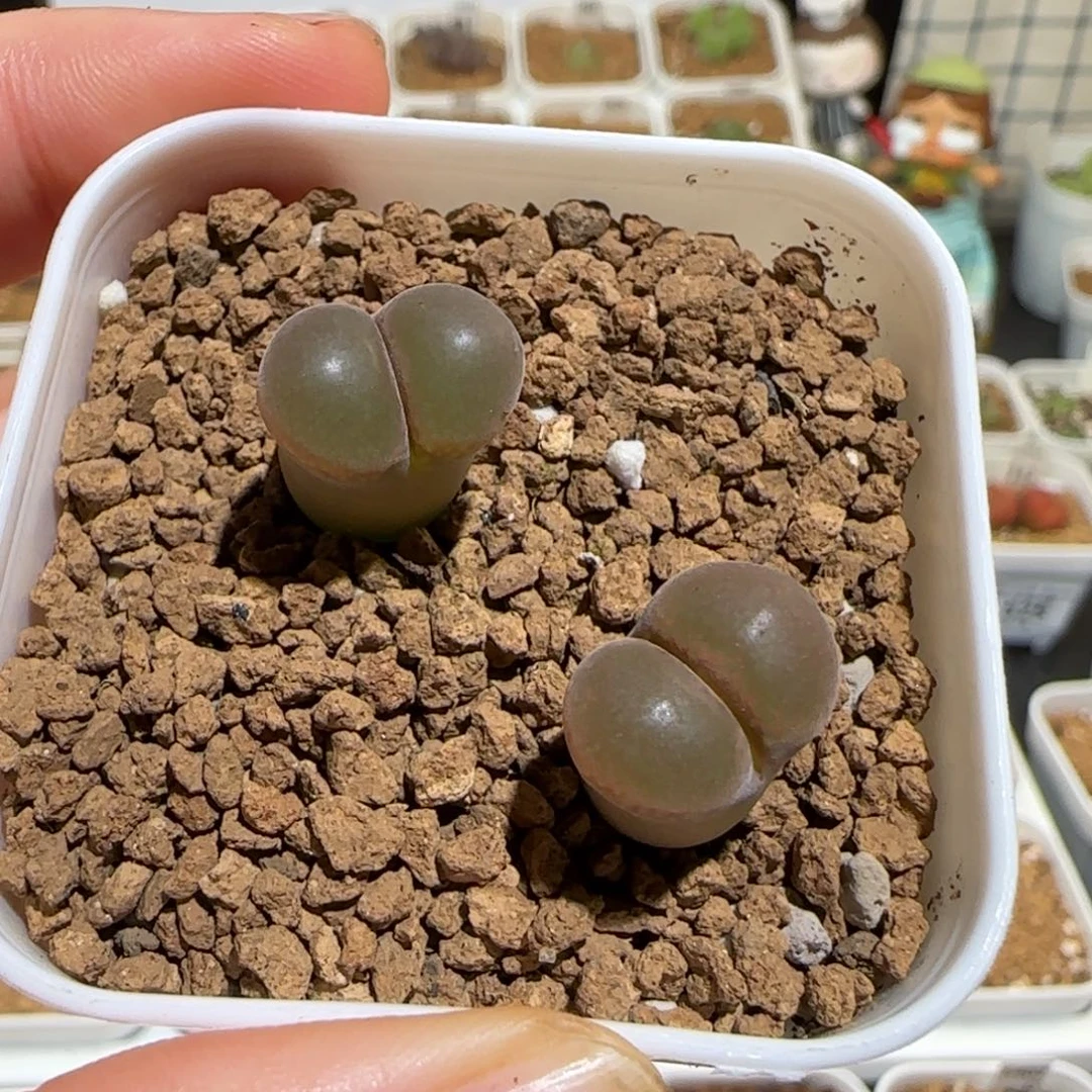 肉锥多肉植物组合-福利一盆1102