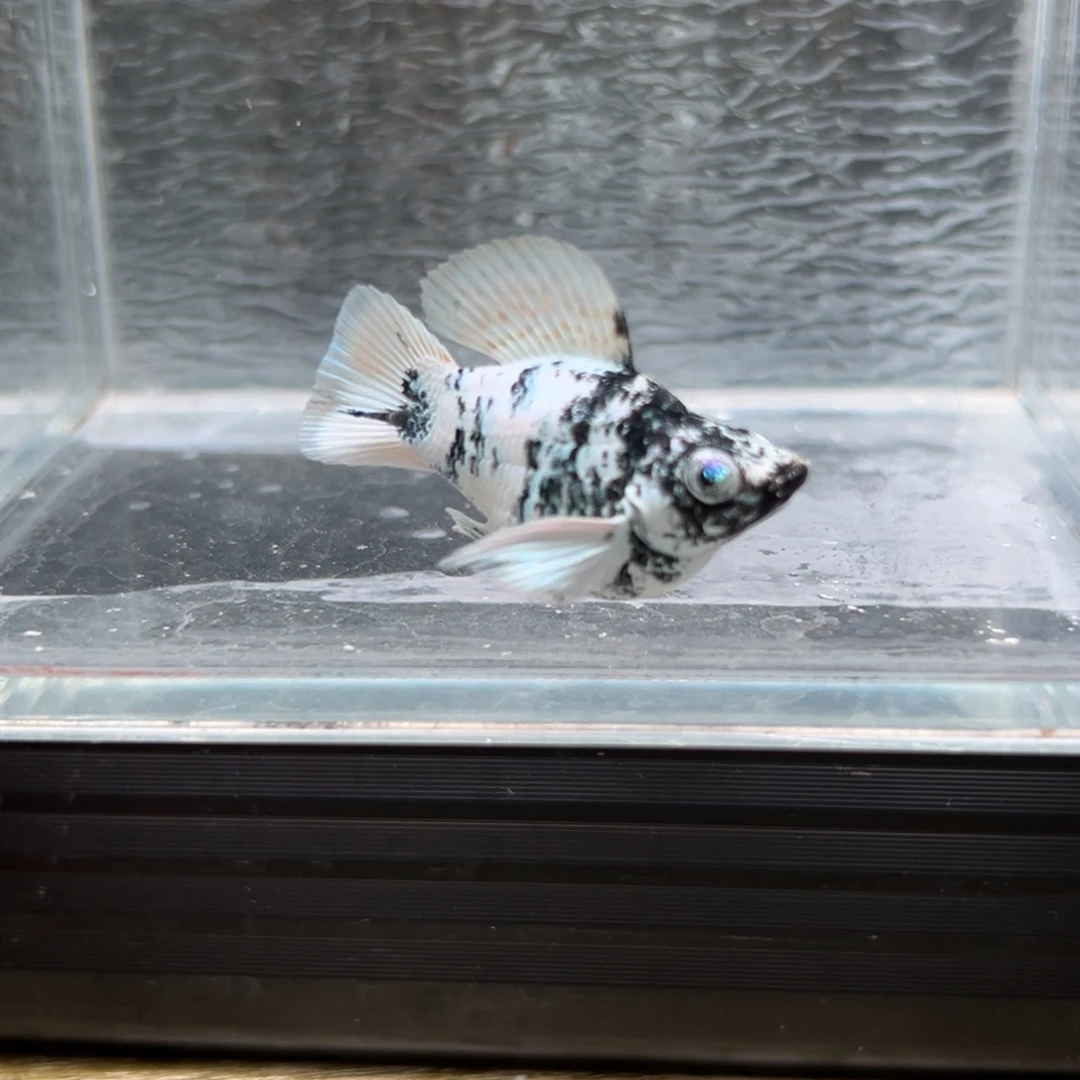 孔雀鱼玛丽鱼一条水墨公