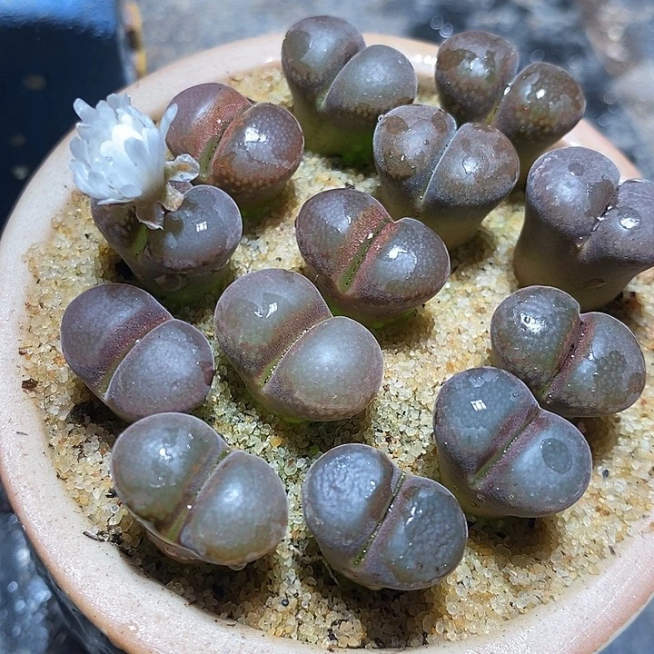 两颗黑玫瑰风铃。
