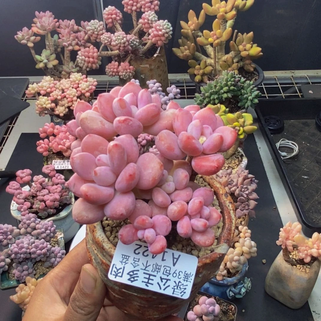 422樱花洛神多肉8c m