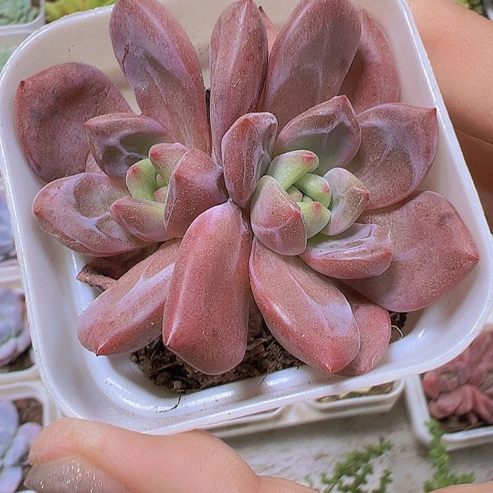 红酒香槟19包邮多肉