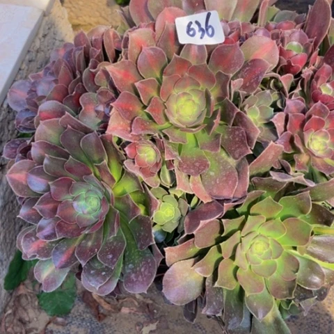 粉女巫中班阴阳丛林636多肉不包断