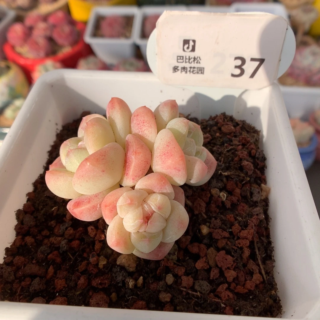 37奶油冰玉多肉植物
