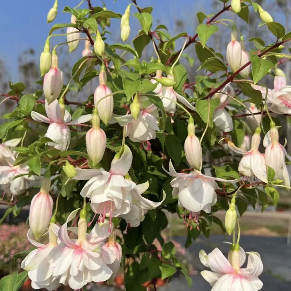 白色经典倒挂金钟垂吊款丛生盆栽室内多年生草本阳台庭院易养护