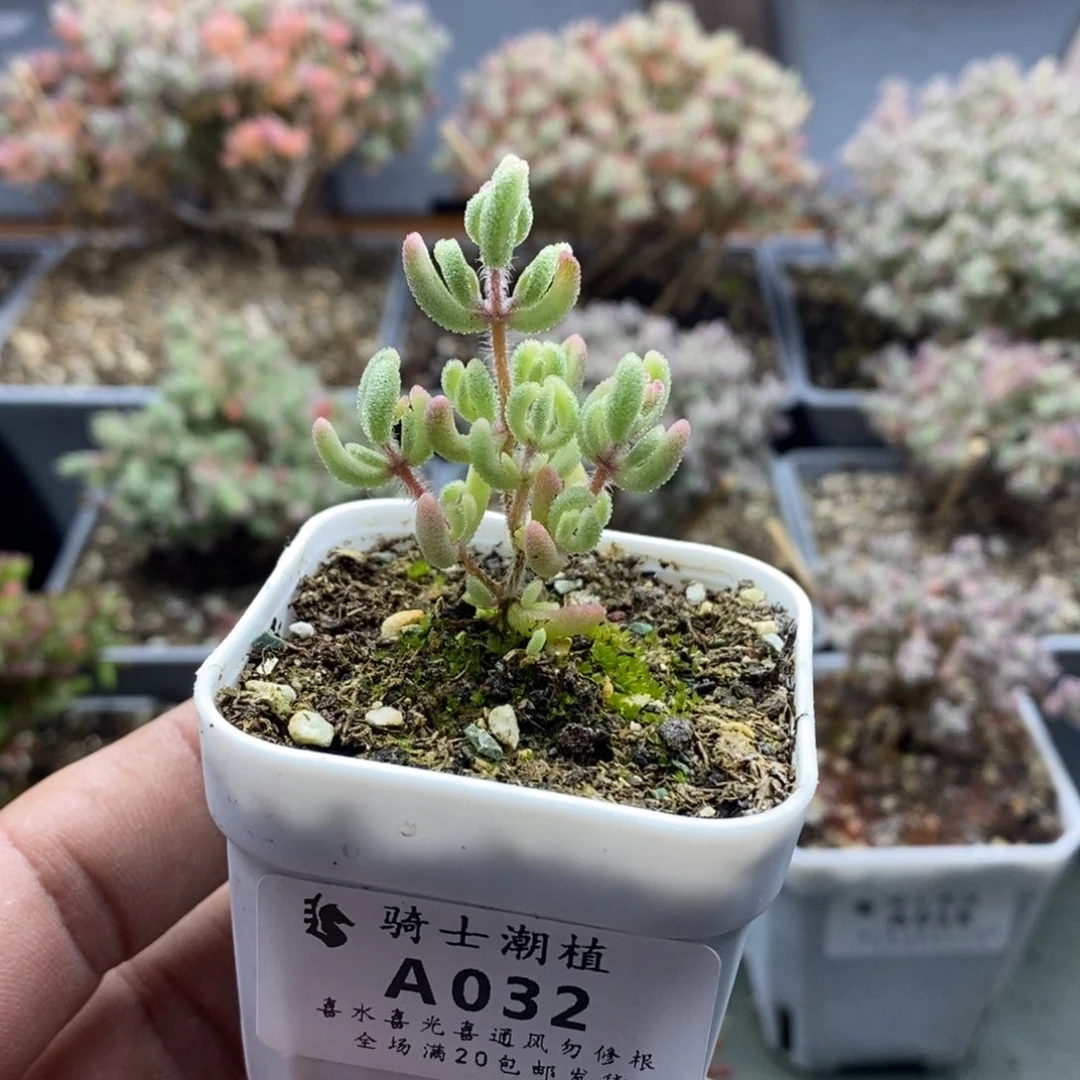 032红宝石锦枝干番杏