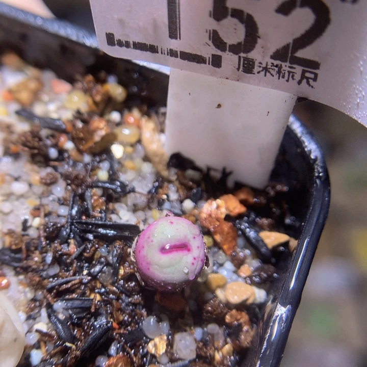 zz精品生石花152