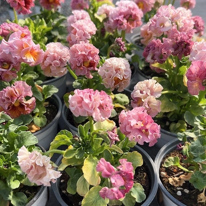 水晶抖音直播量拍968粉色