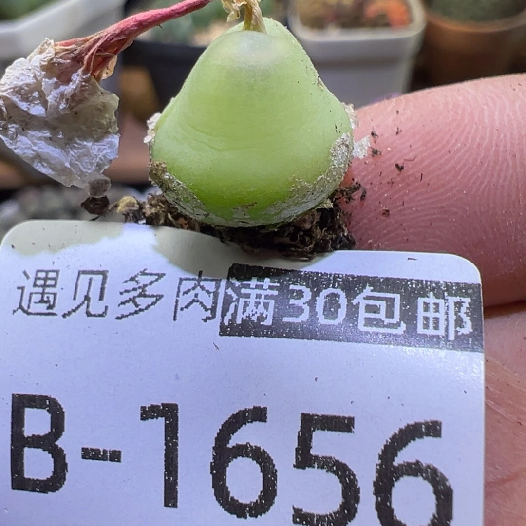 多肉植物11111111111