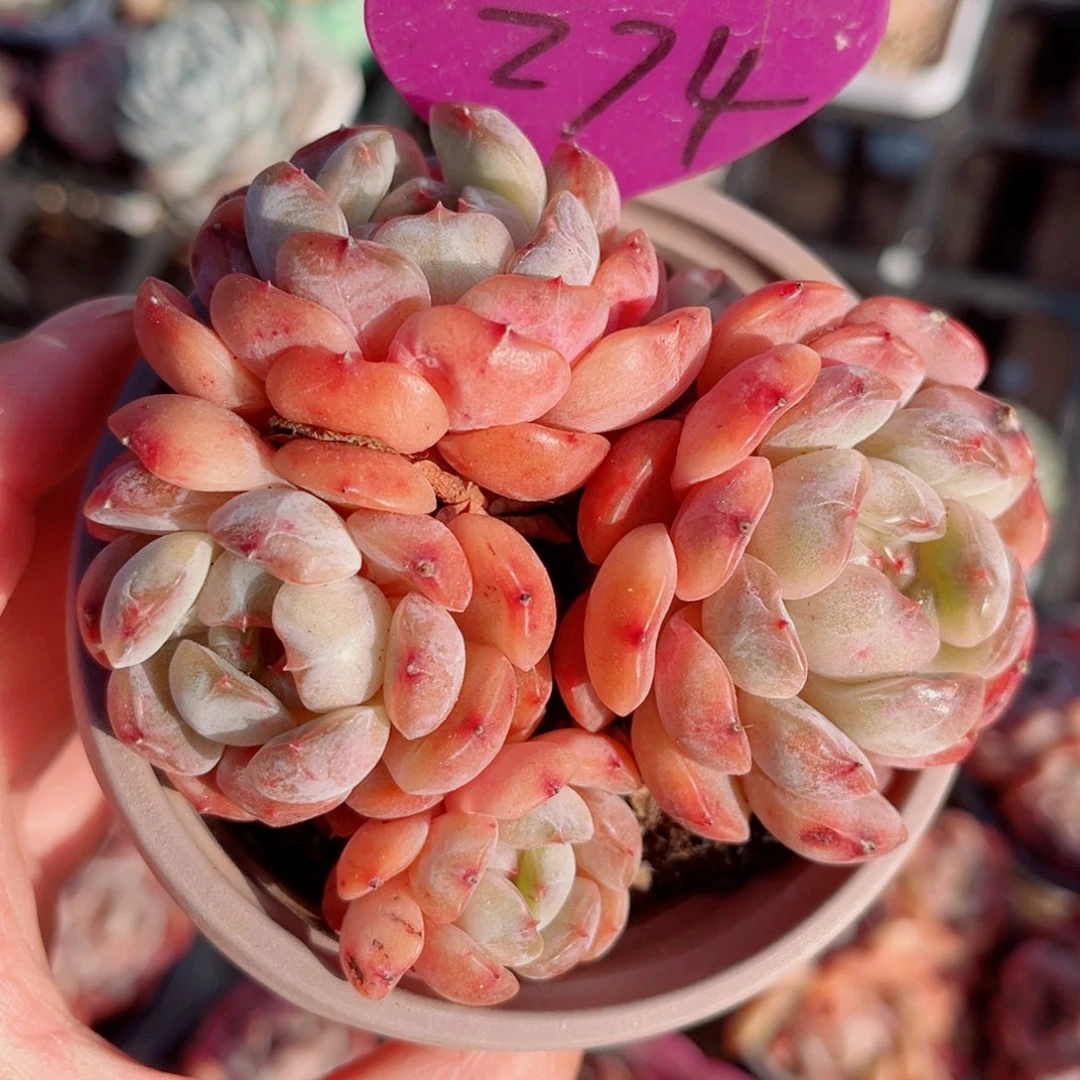 274号小老桩红恋群