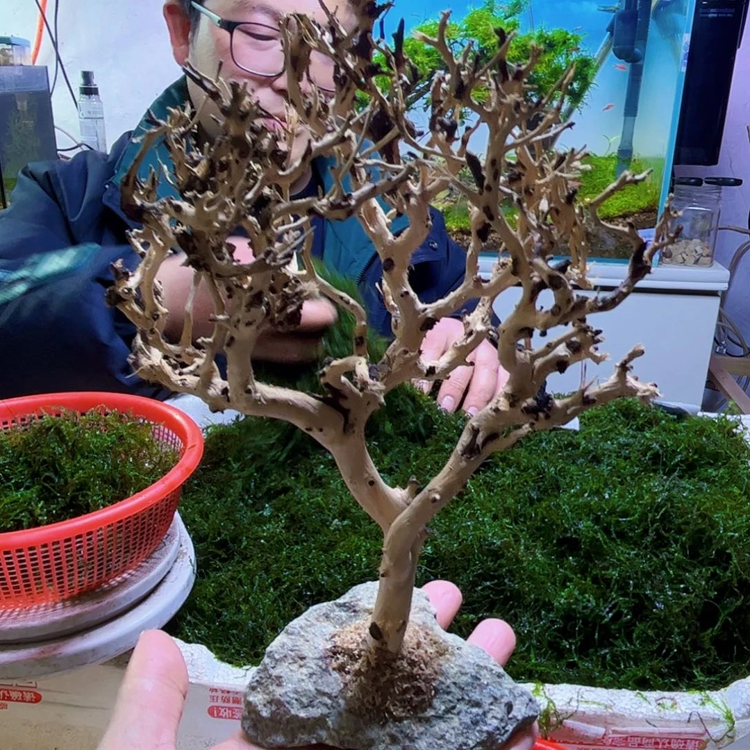 成品莫斯树发货带水草