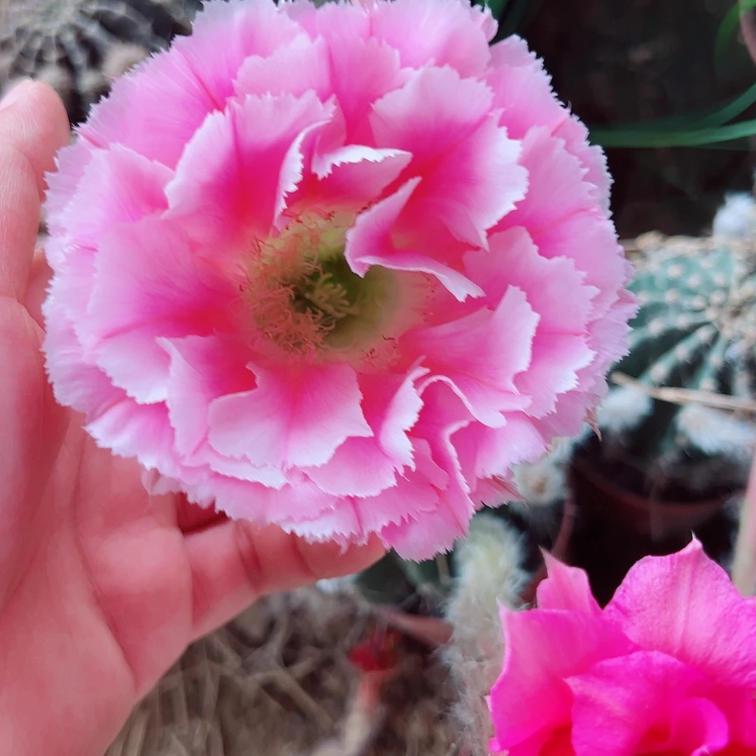 彩草云端0000000000