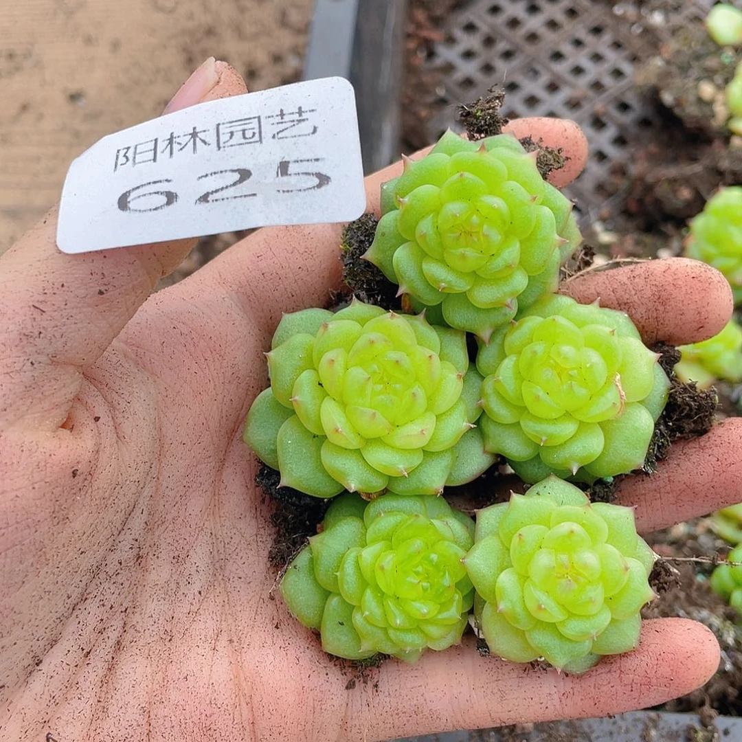 多肉植物多肉植物625