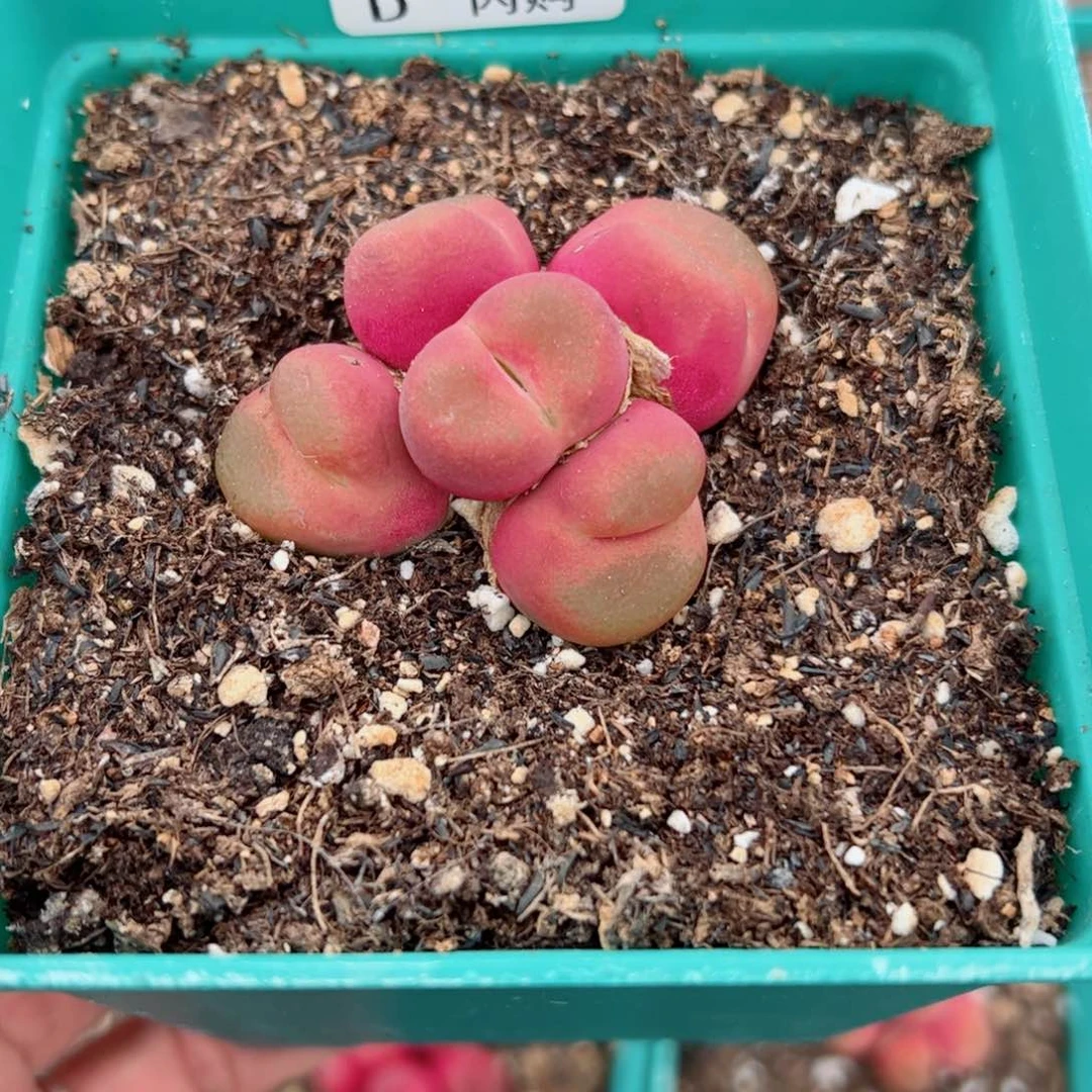 无花朵E****b我很喜欢这个D488