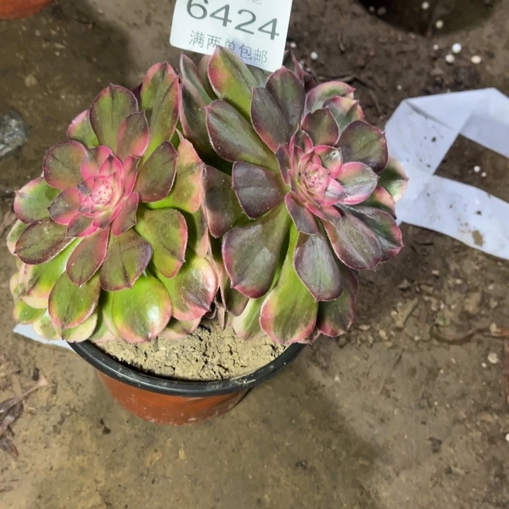 6424荔枝的的的多肉