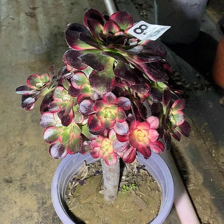 丽娜精控小朵朵845多肉不包断