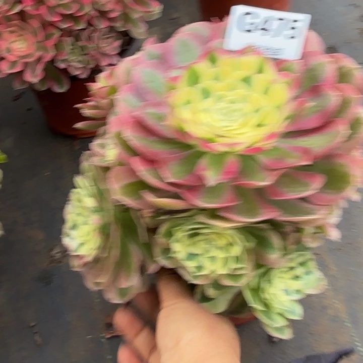 瑞妈，。。。。。475绿体