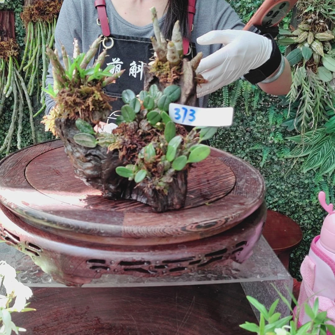 373小龟背珍虫虎牙花卉植物微景观