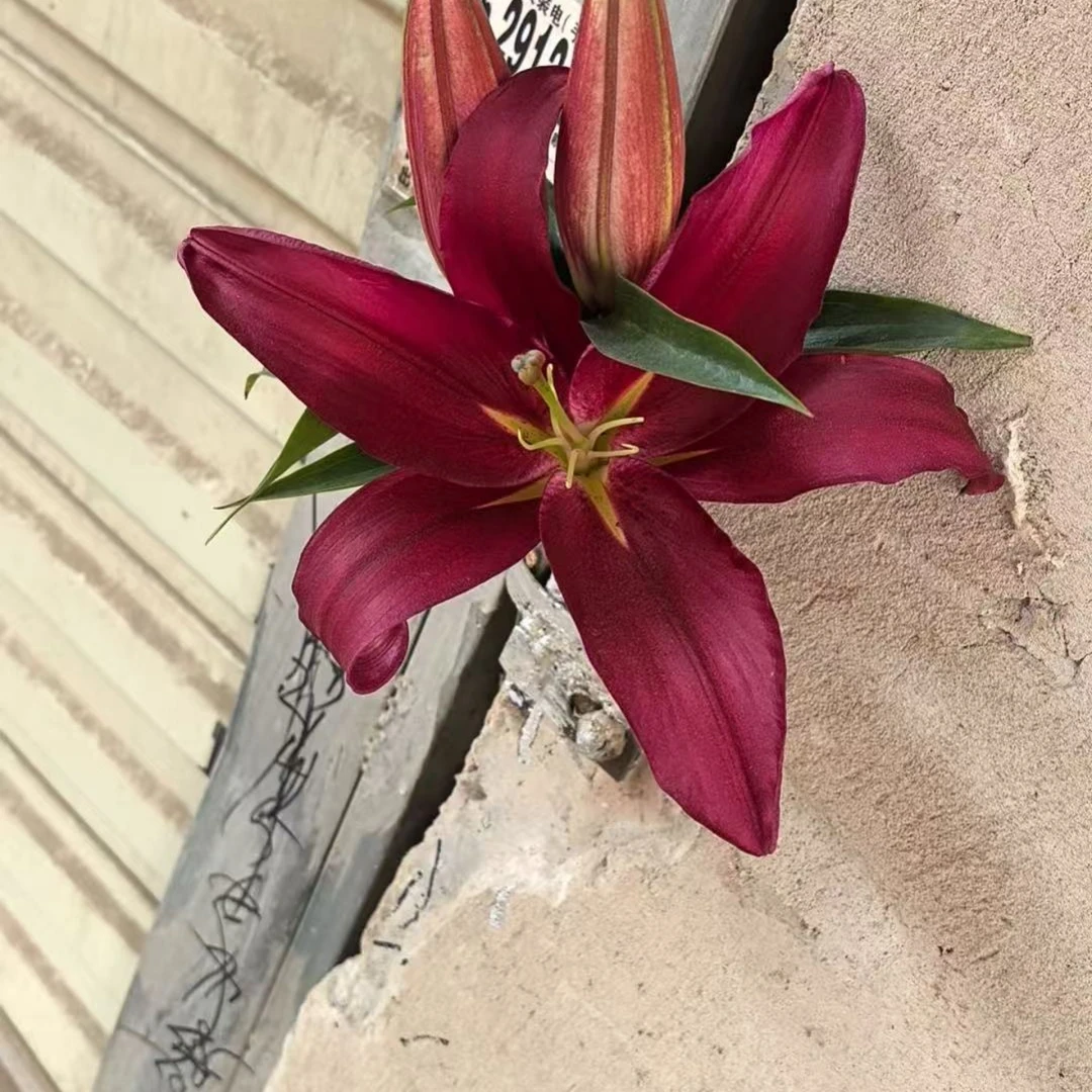 【稀有】布达佩斯百合--任意两单顺丰包邮[小王]