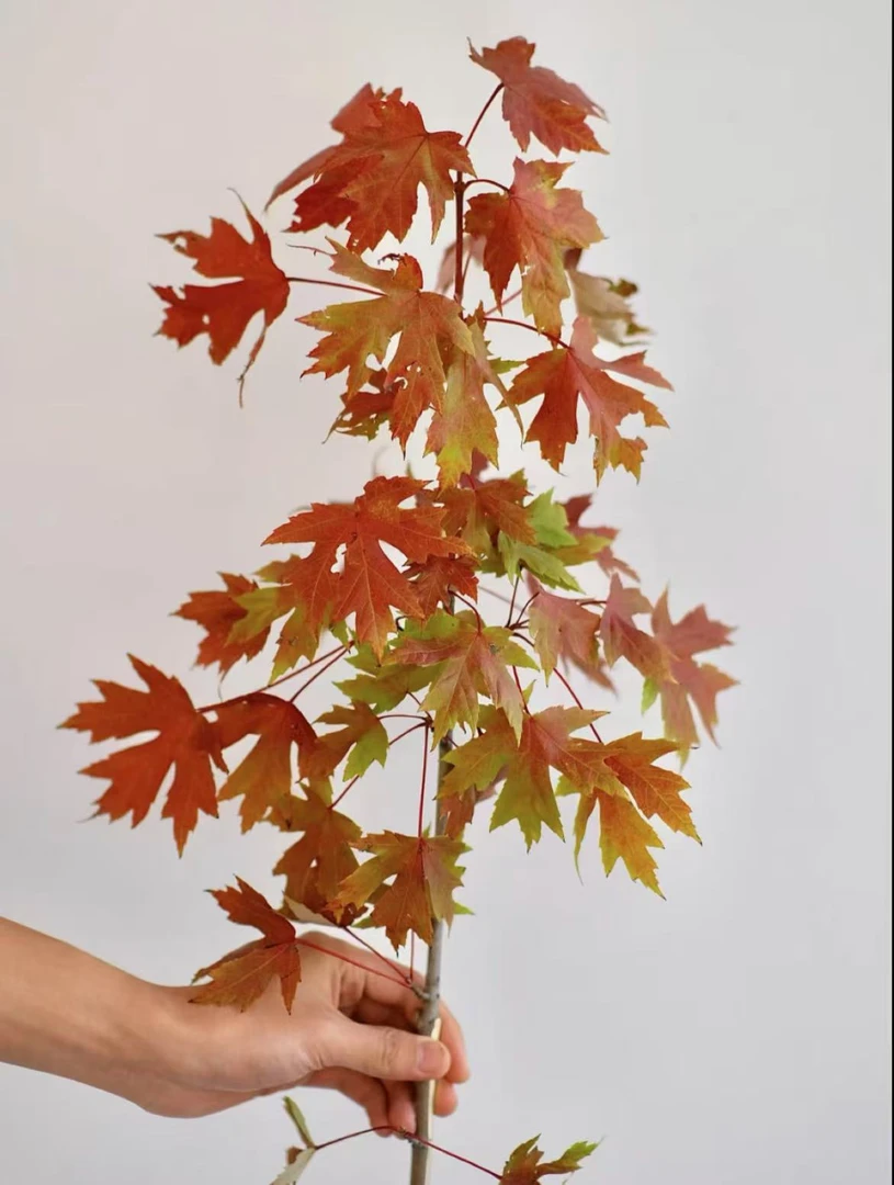 枫叶鲜切枝 插花 水培植物红枫树叶子秋季红叶枝条