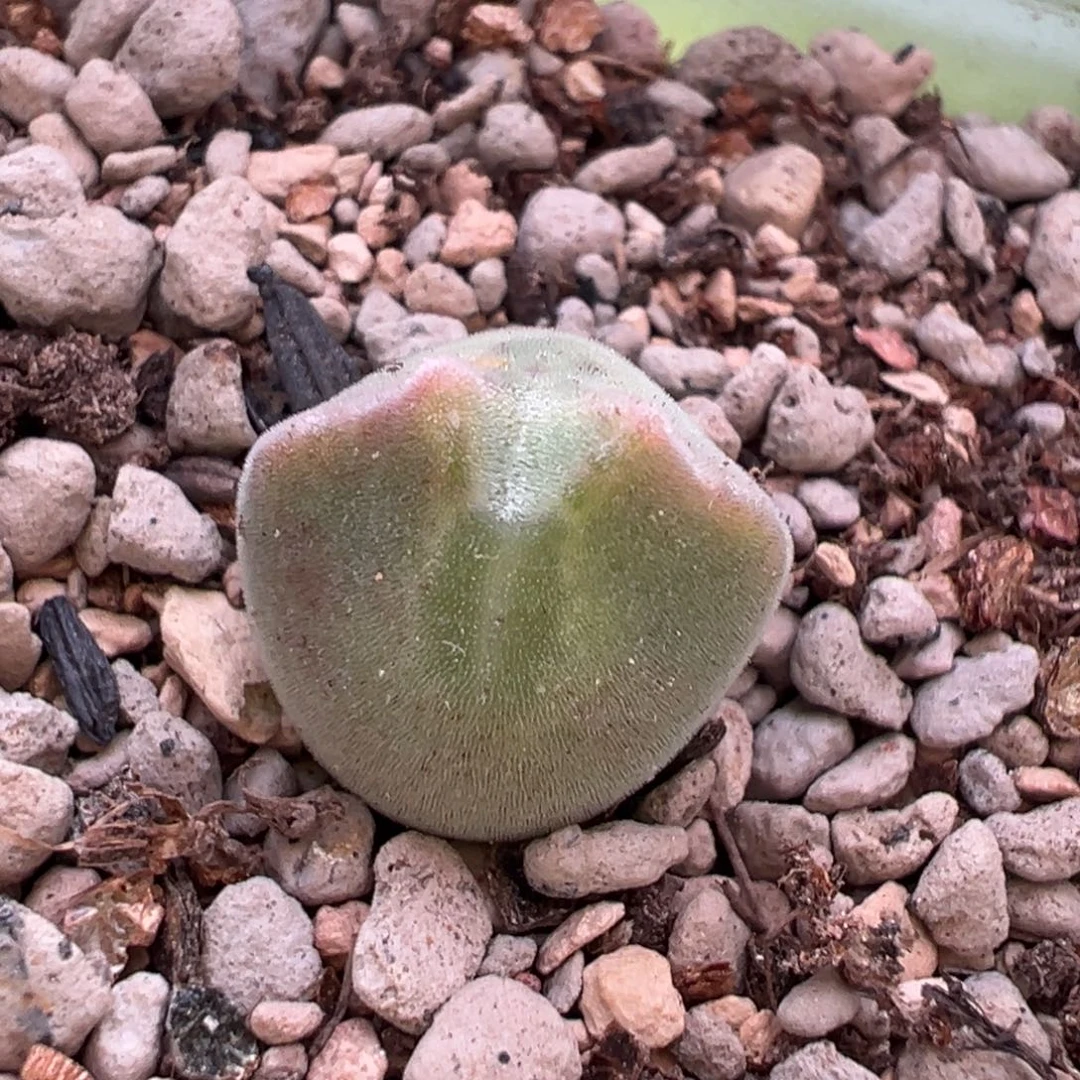 猫耳大眼睛胖肚子空蝉多肉